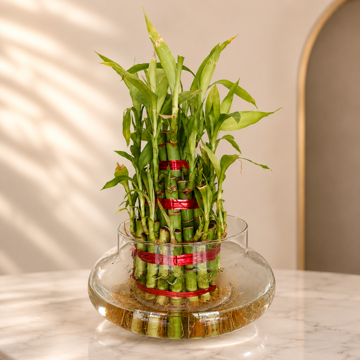 Father's Day Cake & Lucky Bamboo